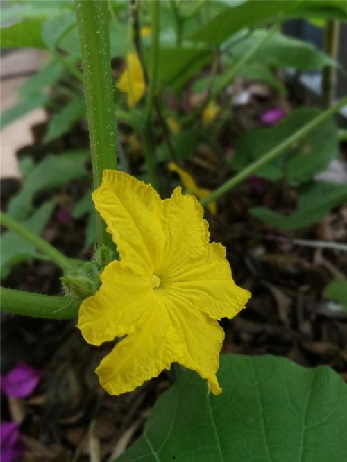 青夏吃瓜后续,揭秘娱乐圈背后的秘密与真相