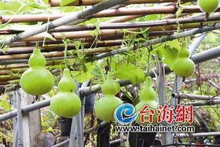 小伙吃葫芦瓜视频,小伙挑战独特风味，解锁夏日清凉新吃法