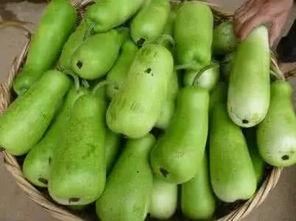 小伙吃葫芦瓜视频,小伙挑战独特风味，解锁夏日清凉新吃法