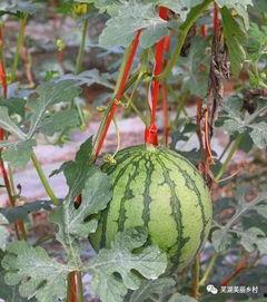 吃瓜打农药,吃瓜打农药，畅享田园欢乐时光