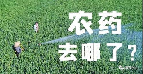 吃瓜打农药,吃瓜打农药，畅享田园欢乐时光