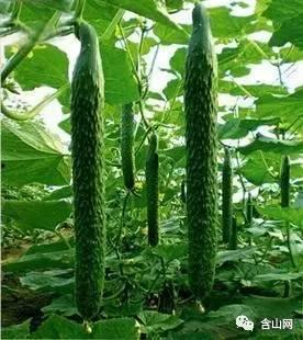 吃瓜打农药,吃瓜打农药，畅享田园欢乐时光