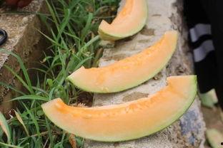 吃哈密瓜罐头,哈密瓜罐头美食之旅