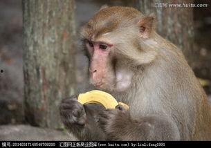 猴子吃瓜态势语