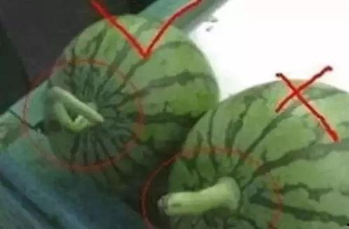 上海吃瓜小妹,揭秘沪上美食圈的那些事儿