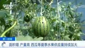 吃瓜群众下集预告