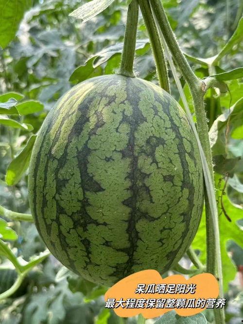 纯吃瓜是什么,网络热词背后的文化现象