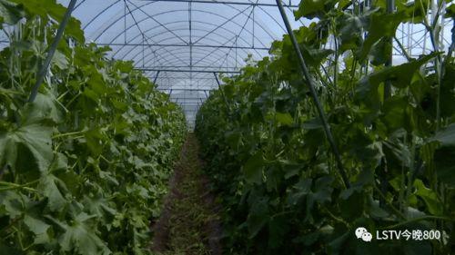 西昌吃瓜地方,探寻当地特色美食之旅