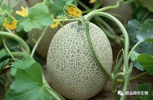 吃土瓜的坏处,健康饮食从远离土瓜开始