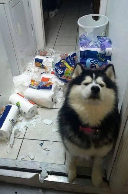 吃瓜人狗大战,一场跨界冲突的趣味解读