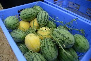 聊天吃瓜群云南