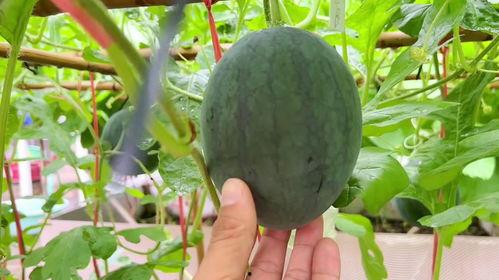 近期最新吃瓜事件,揭秘明星隐私风波背后的真相