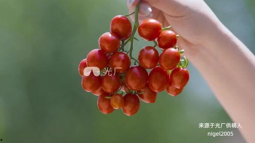 吃瓜菠菜视频大全,趣味横生的美食探秘之旅