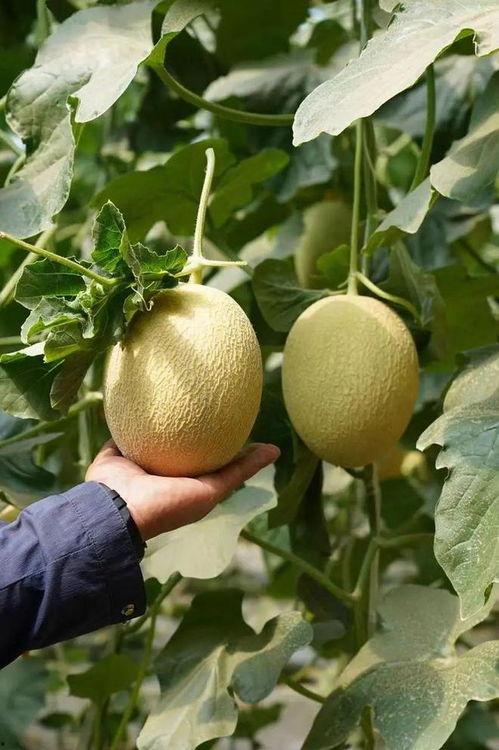 吃瓜的文件. zip,一场网络热议背后的真相梳理