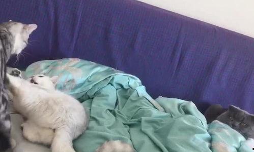 吃瓜喵喵呜,揭秘娱乐圈那些不为人知的幕后故事