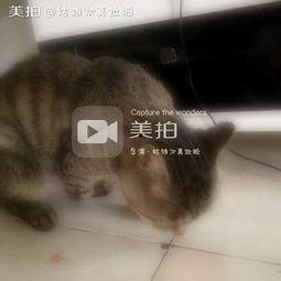 吃瓜喵喵呜,揭秘娱乐圈那些不为人知的幕后故事