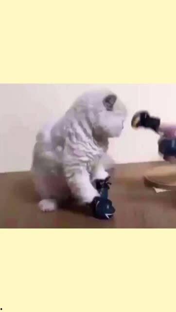 吃瓜喵喵呜,揭秘娱乐圈那些不为人知的幕后故事