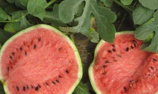 吃瓜少女的水果