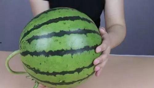 空谷记店主吃瓜,瓜田里的那些事儿