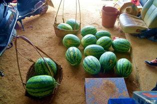 清清吃田瓜,探寻乡村美味与童年记忆