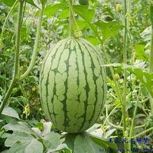 梦见 吃瓜,揭秘“吃瓜”背后的神秘寓意