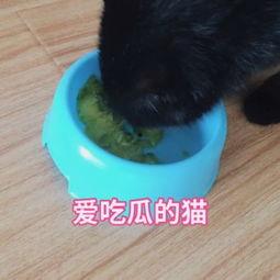 吃瓜视频小猫猫,萌态可掬萌翻网友