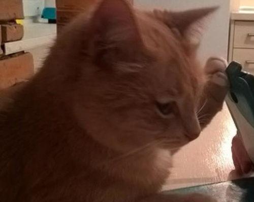 吃瓜视频小猫猫,萌态可掬萌翻网友