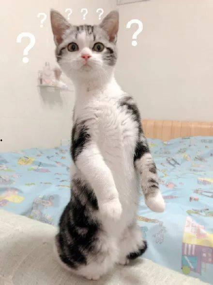 猫吃瓜正常吗,揭秘宠物饮食中的小趣味