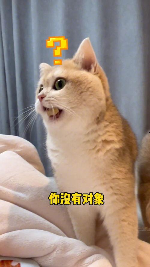 猫吃瓜正常吗,揭秘宠物饮食中的小趣味