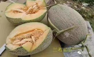 兰考蜜瓜怎么吃,解锁夏日清新口感