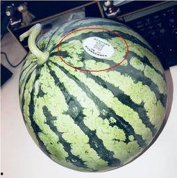 吃瓜保定教师,保定教师背后的故事