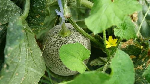 野生孝子带你吃瓜,共品人间百味瓜