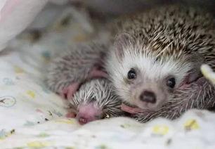 刺猬偷瓜吃,一场趣味横生的田园趣事