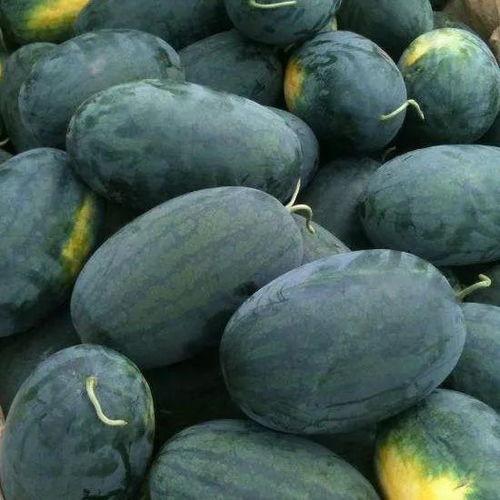 圆圆吃大湾区瓜,圆圆的美食之旅