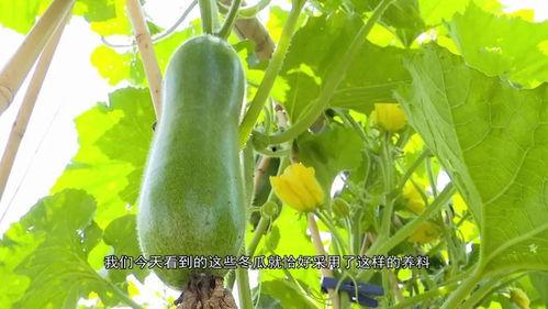 圆圆吃大湾区瓜,圆圆的美食之旅