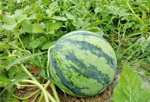 圆圆吃大湾区瓜,圆圆的美食之旅