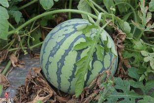 杭州的瓜怎么吃,解锁夏日瓜果的多重吃法