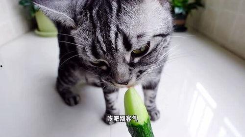 小猫可以吃薯瓜吗