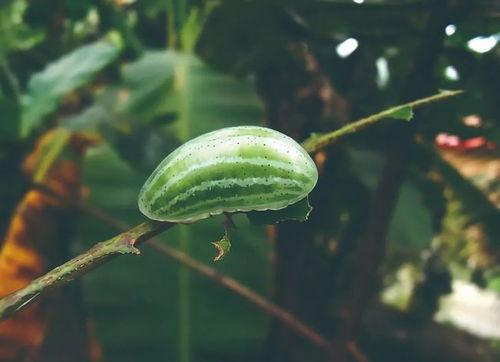 梦到下地摘瓜吃,梦到下地摘瓜吃的奇幻体验