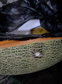 波斯蜜瓜怎么吃