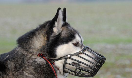 有几只狗吃瓜戴口罩,揭秘宠物防疫新风尚