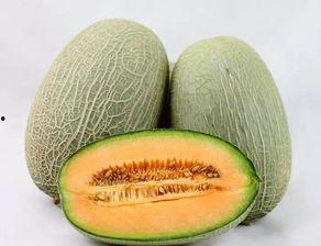 吃正宗哈密瓜,尽享新疆甜蜜滋味
