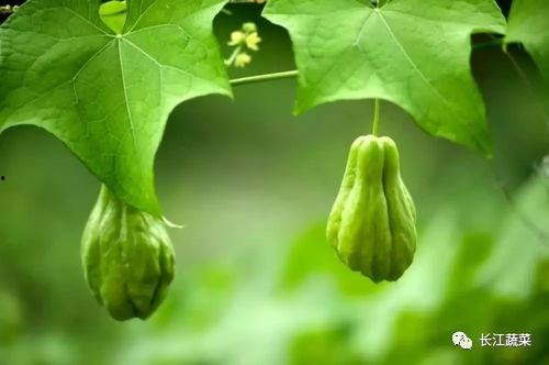 古木吃瓜,探寻千年古树的神秘果实