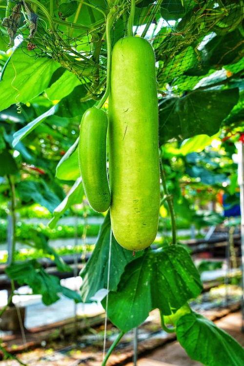 苦味瓜怎么吃,从传统烹饪到创意料理