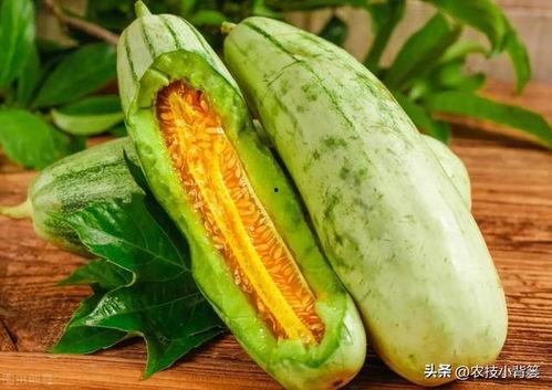苦味瓜怎么吃,从传统烹饪到创意料理