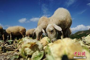 吃蜜瓜喂羊视频大全,趣味视频大盘点