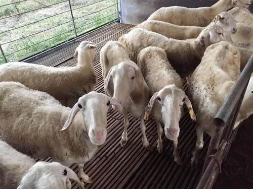 吃蜜瓜喂羊视频大全,趣味视频大盘点