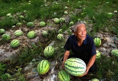 吃瓜河南,揭秘当地特色美食与民俗风情