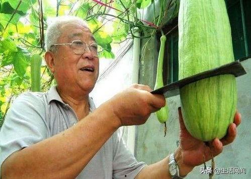 吃诡异的瓜,探寻那些令人毛骨悚然的瓜中秘密