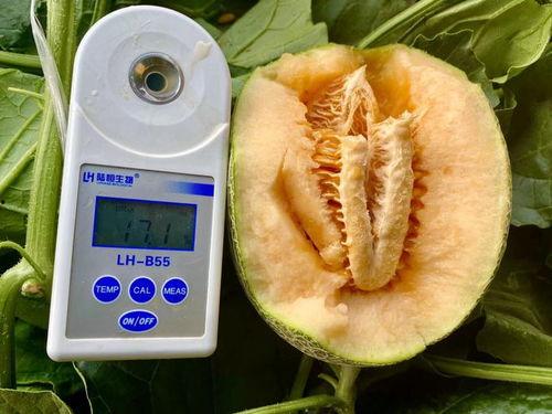 吃瓜的文件. zip,一场网络热议背后的真相梳理